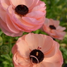 ranan pink
