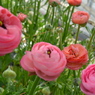 pink ranan