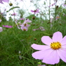 kosumosu