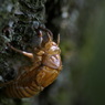 useing@