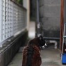 哀愁を漂わせて