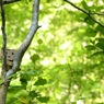 木登りダンボー