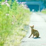 コスモス街道のノラちゃん♪