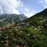 花と立山