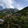 花と立山