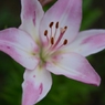 ユリの花