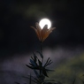 夜のユリ
