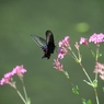 蝶と花