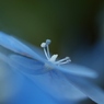 紫陽花