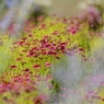 小径の花