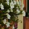 Italian Slow life #9