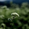 そばの花
