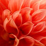 dahlia