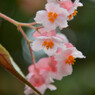 薄桃色の花