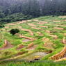 大山千枚田