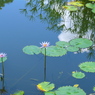 夏の面影