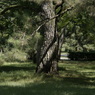 useing@