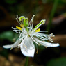 高山に咲く花