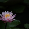 蓮