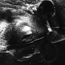 Hippopotamus