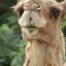 Dromedary camel