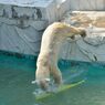 Polar bear 2