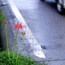路傍の花