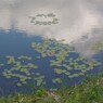 沼のほとりで-1