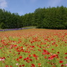 想い出の北海道5（2006/7）