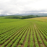 想い出の北海道8（2006/7）