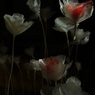 BankART妻有Ⅱ