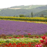 想い出の北海道10（2006/7）