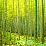 嵐山　竹林の小道