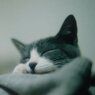 そうた