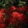 DPP_0057