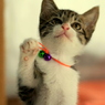 招き子猫
