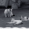 猫さん達の午後