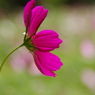 IMGP2583