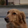 α77を中古で買って来て撮った家の犬