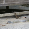 鶴岡八幡宮でのリス