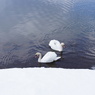 山中湖の白鳥