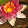 蓮の花？