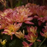 花フェスタ　秋１６