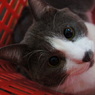 かご猫ちゃん