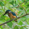 カワセミ　幼鳥