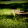 useing@