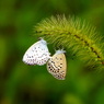useing@
