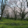 相模川のすぐそばの桜並木