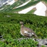 雷鳥　乗鞍岳にて