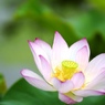 ハスの花　その3